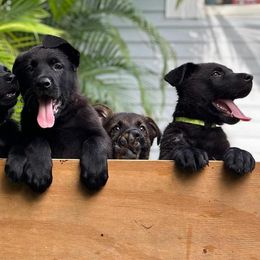 German Shepherd Puppies from Key Star German Shepherds