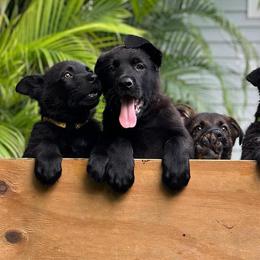 German Shepherd Puppies from Key Star German Shepherds