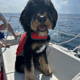 Bernedoodle and Bernese Mountain Dog All Grown Up from Berner Ridge Kennels