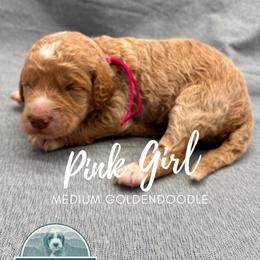 Pink Girl - Red  female Goldendoodle puppy in Travelers Rest, South Carolina from Bailey Mountain Doodles