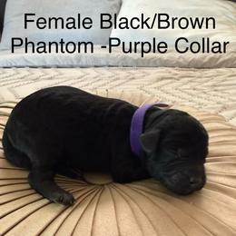 Cinnamon - Phantom female Poodle puppy in Pueblo West, Colorado from Little Paws Poodles