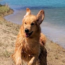 Golden Retrievers from Priderock Golden Retrievers