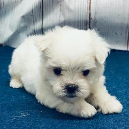 Louie - White male Maltese puppy in Monticello, Iowa from Ashley’s Puppies