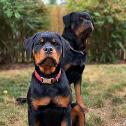 Rottweiler Puppies from KarmaKennelPNW