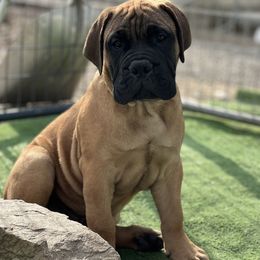 Bullmastiff and French Bulldog Puppies from Big Bully Nation