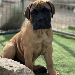 Bullmastiff and French Bulldog Puppies from Big Bully Nation