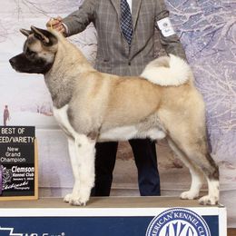 Akita and Japanese Akitainus from Sierra Mountain Akitas
