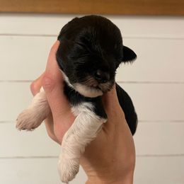 Black parti 1 - Parti female Miniature Schnauzer puppy in Malvern, Arkansas from Deep South Miniature Schnauzers