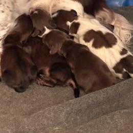 Girl 1 - Chocolate and cream female Dachshund puppy in Dorchester, Texas from Texas Mini Dachs