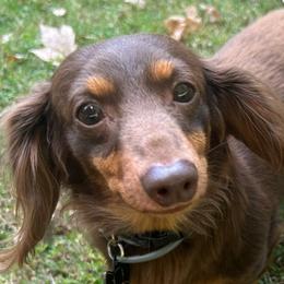 Dachshunds from Cave Valley Hounds