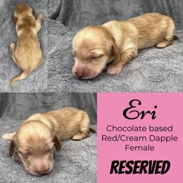 Eri - Dapple female Dachshund puppy in Denham Springs, Louisiana from Rockin’ with Dachshunds