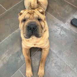 Docett - Chinese Shar-Pei