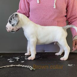 Boy 2 - Great Dane puppy in Lake View, New York from North Park Great Danes