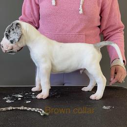Boy 2 - Great Dane puppy in Lake View, New York from North Park Great Danes