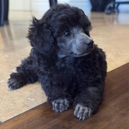 Whistles - Silver male Poodle puppy in Lake Elsinore, California from Amber's Bichon Frise and Poodles