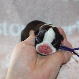 Girl 1 - Brindle and white female Boston Terrier puppy in Georgia from A-K Boston Terriers