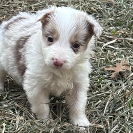 Pibble - Red merle female Border Collie puppy in Mckinney, Texas from Border Collies of Ruidoso