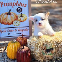 Roulette - Gray and white female American Corgi puppy in Cameron, North Carolina from Butts Family Corgis