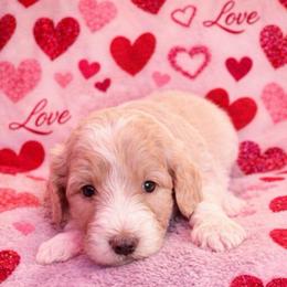 Houston - Apricot male Aussiedoodle puppy in High Point, North Carolina from Kingsfield Doodles