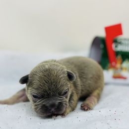 Ares - Liver male French Bulldog puppy in Amarillo, Texas from Bomb City Bulldogs