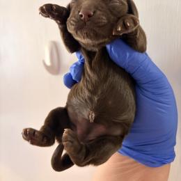 Phoebe - Brown female Cocker Spaniel puppy in Hickory, North Carolina from Home Grown Cocker Spaniels