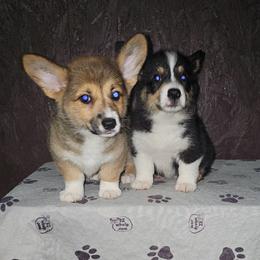 Labrador Retriever and Pembroke Welsh Corgi Puppies from Moonlight Kennels
