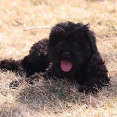 Kacia - Black female Whoodle puppy in West Bend, Iowa from Blue Skies Terriers