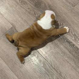 Bulldog Puppies from Bulldog's 4 Brothers