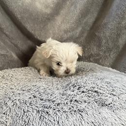 Lucy - White female Morkie puppy in Taylorsville, North Carolina from Mountain Top Hot Tailz