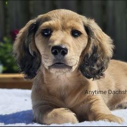 Pax 2175 - Cream male Dachshund puppy in Ben Wheeler, Texas from Anytime Dachshunds by D.B.