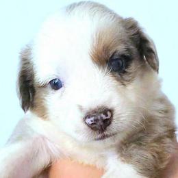 Micha - Red merle male Miniature Australian Shepherd puppy in Punta Gorda, Florida from Christie's Creekside Aussies