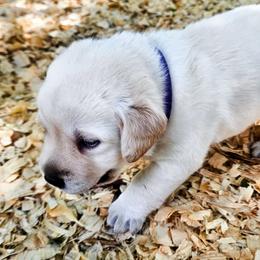 Mr. 3 - Yellow male Labrador Retriever puppy in Norwell, Massachusetts from Gabriel Ben-Yosef's Labs