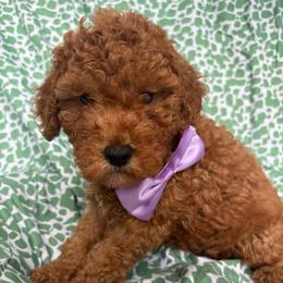 Lafayette - Red  male Goldendoodle puppy in Camden, North Carolina from Oopsie Doodles of NC