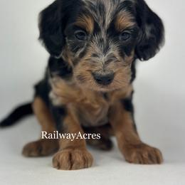 Elena - Merle female Goldendoodle puppy in Milford, Indiana from Railway Acres Kennel