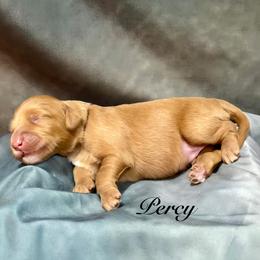 Percy - Red  male Goldendoodle puppy in Gilbert, Arizona from Gilbert Az Doodles