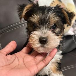 Bear - Parti male Yorkshire Terrier puppy in Ocala, Florida from Top Notch Pupz