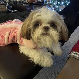 Shih Tzu Puppies from Shih Tzus of Springboro