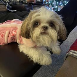Shih Tzu Puppies from Shih Tzus of Springboro