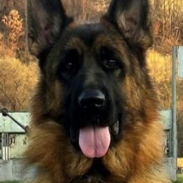 Irma - German Shepherd