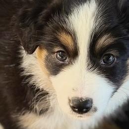 Miniature Australian Shepherds from Jayna Crisp