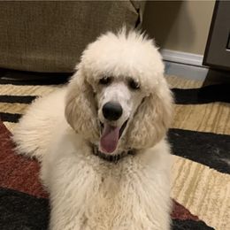 Cooper - Poodle