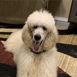 Cooper - Poodle