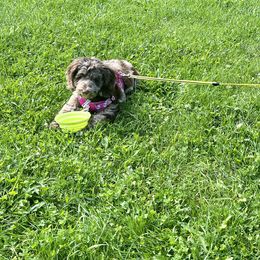 Australian Labradoodle Puppies from Aurora Australian Labradoodles