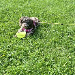 Australian Labradoodle Puppies from Aurora Australian Labradoodles