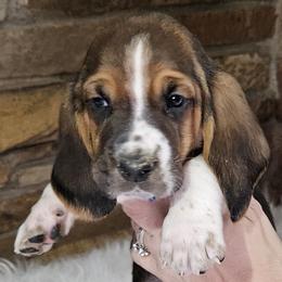 Blue Collar Boy - 3250 - Black brown and white male Basset Hound puppy in Richland Hills, Texas from The Basset Family