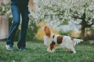 A beautifully groomed adult Cavalier