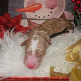 Apollo - Red  male Goldendoodle puppy in Boise, Idaho from Goldendoodle Baby