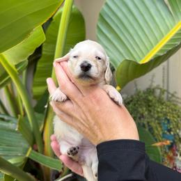 Prince Caspian orange collar cream - Cream male Dachshund puppy in El Cajon, California from Lisa Buxton