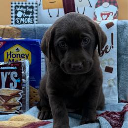 Dark pink - Chocolate female Labrador Retriever puppy in Heath Springs, South Carolina from Rich Hill Retrievers