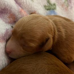 Alice - Red  female Goldendoodle puppy in Lillington, North Carolina from Peace, Love, and Puppies at the Creek